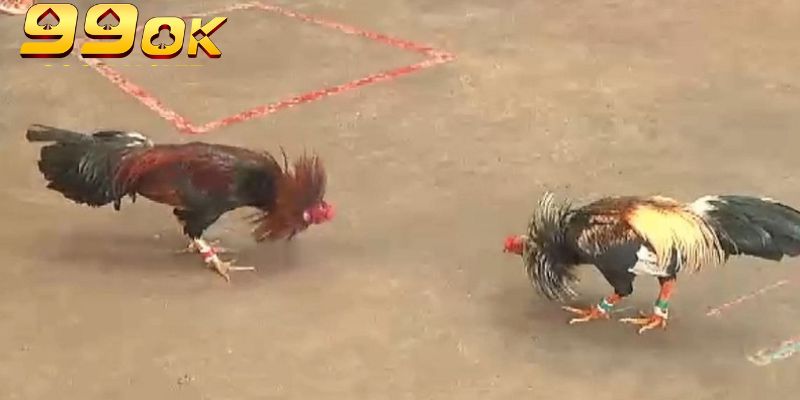Đá Gà Cựa Sắt Thomo 99OK – Sân Chơi Đỉnh Cao Cho Các Kê Thủ 3 Hệ thống đá gà cựa sắt Thomo có ba cửa chính