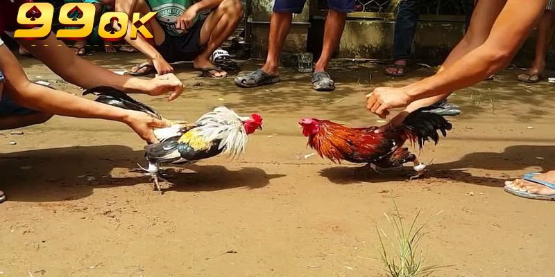 Đá Gà Cựa Sắt Thomo 99OK – Sân Chơi Đỉnh Cao Cho Các Kê Thủ 4 Trận đấu kết thúc khi một trong hai chiến kê bị hạ gục